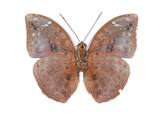 Bebearia wojtusiaki holotype UNS